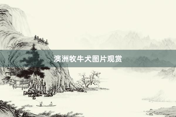 澳洲牧牛犬图片观赏